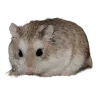 🥜 Эмодзи «Hampter» для Telegram