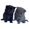 🥜 Эмодзи «Hampter» для Telegram
