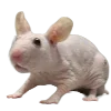 🐁 Эмодзи «Hampter» для Telegram