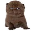 🍫 Эмодзи «Hampter» для Telegram