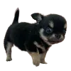 🐶 Эмодзи «Hampter» для Telegram
