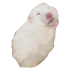 🐹 Эмодзи «Hampter» для Telegram