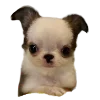🐶 Эмодзи «Hampter» для Telegram