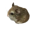🐀 Эмодзи «Hampter» для Telegram