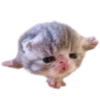 🦭 Эмодзи «Hampter» для Telegram