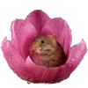 🌷 Эмодзи «Hampter» для Telegram
