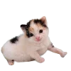 🐈 Эмодзи «Hampter» для Telegram