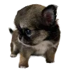 🐾 Эмодзи «Hampter» для Telegram