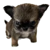 🐾 Эмодзи «Hampter» для Telegram