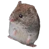 🐭 Эмодзи «Hampter» для Telegram