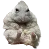 🐹 Эмодзи «Hampter» для Telegram