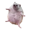 🦔 Эмодзи «Hampter» для Telegram