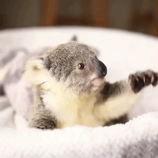 🤪 Стикер «small coala from Perth» для Telegram