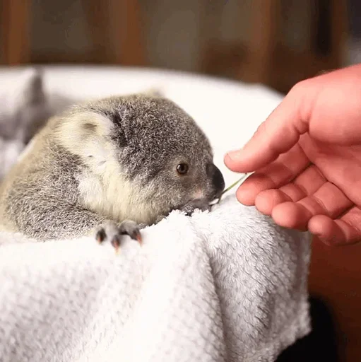 😜 Стикер «small coala from Perth» для Telegram