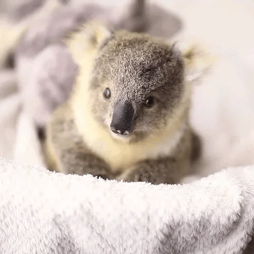 😚 Стикер «small coala from Perth» для Telegram