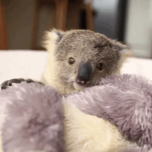😙 Стикер «small coala from Perth» для Telegram