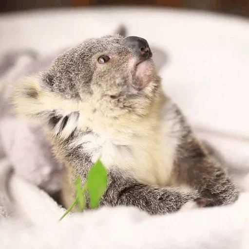 😙 Стикер «small coala from Perth» для Telegram
