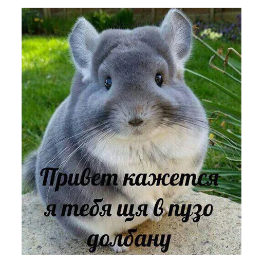 🤫 Стикер «Смехопанорама» для Telegram