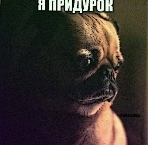 🤩 Стикер «Смешные картинки кохи» для Telegram