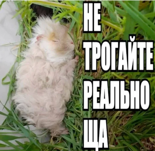 🤩 Стикер «Смешные картинки кохи» для Telegram