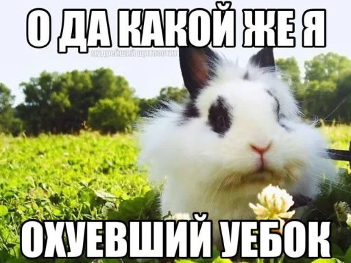 🤩 Стикер «Смешные картинки кохи» для Telegram