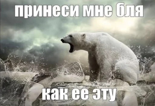 🤩 Стикер «Смешные картинки кохи» для Telegram