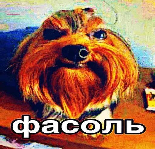 🤩 Стикер «Смешные картинки кохи» для Telegram