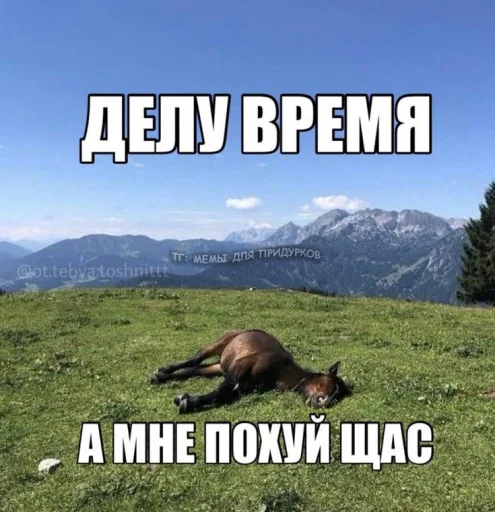 🤩 Стикер «Смешные картинки кохи» для Telegram