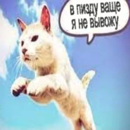 🤩 Стикер «Смешные картинки кохи» для Telegram