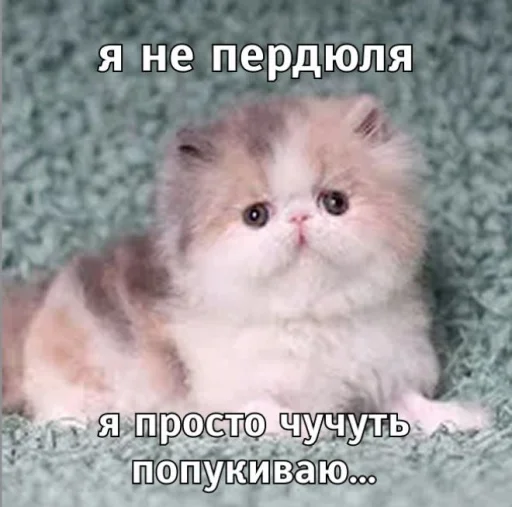 🤩 Стикер «Смешные картинки кохи» для Telegram