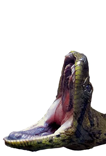 Стикерпак Laughing Sneks для Telegram — скачать