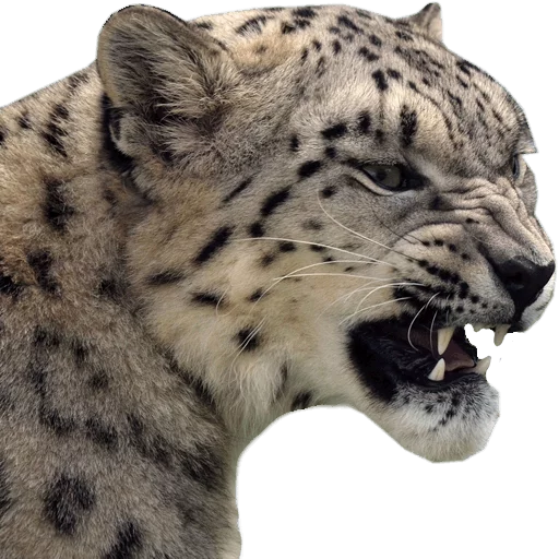 😡 Стикер «Snep Lep Blep» для Telegram