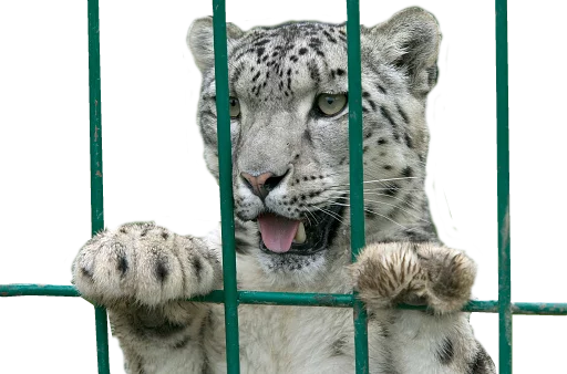 ⛓ Стикер «Snep Lep Blep» для Telegram