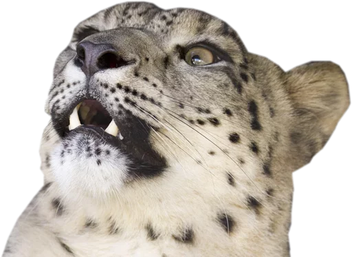 😧 Стикер «Snep Lep Blep» для Telegram