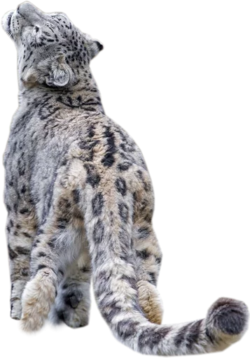 😼 Стикер «Snep Lep Blep» для Telegram