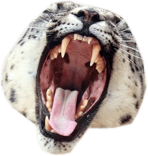 😲 Стикер «Snep Lep Blep» для Telegram