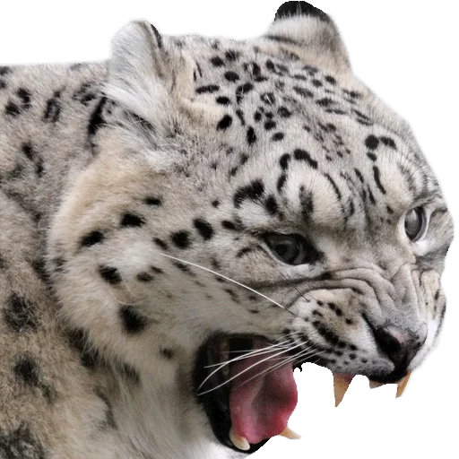😵 Стикер «Snep Lep Blep» для Telegram