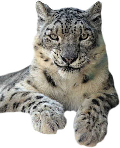 ☺️ Стикер «Snep Lep Blep» для Telegram