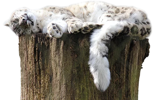 😴 Стикер «Snep Lep Blep» для Telegram