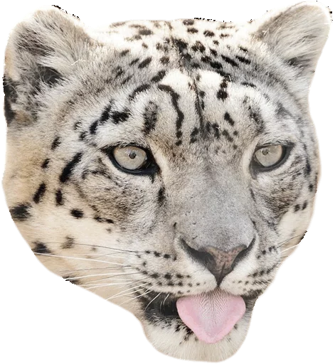 Стикерпак Snep Lep Blep для Telegram — скачать