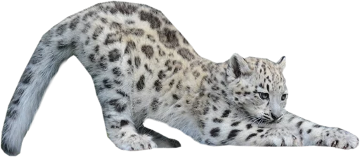 😼 Стикер «Snep Lep Blep» для Telegram
