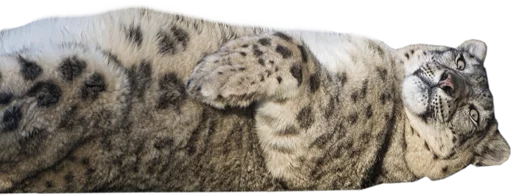 😐 Стикер «Snep Lep Blep» для Telegram