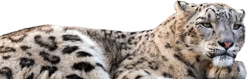 😒 Стикер «Snep Lep Blep» для Telegram