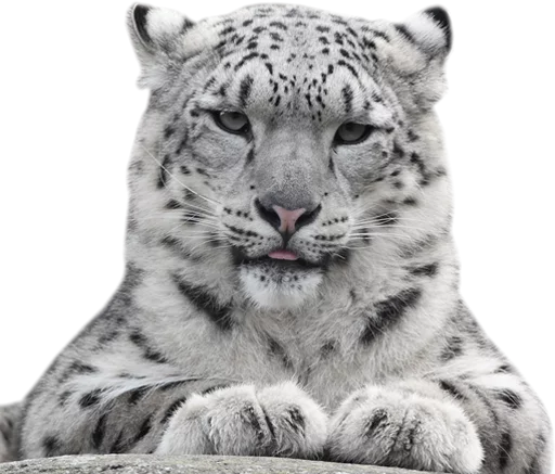 😛 Стикер «Snep Lep Blep» для Telegram