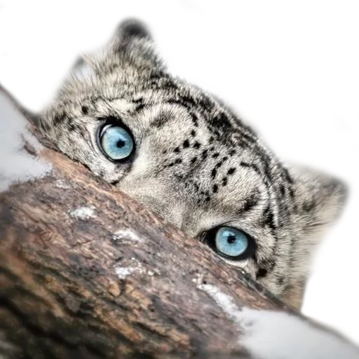 😶 Стикер «Snep Lep Blep» для Telegram