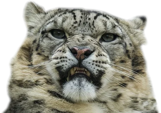 😤 Стикер «Snep Lep Blep» для Telegram