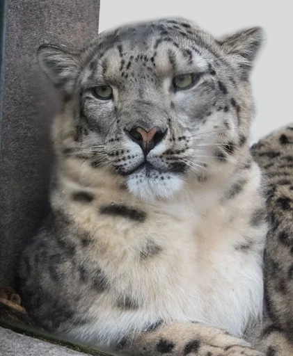😐 Стикер «Snep Lep Blep» для Telegram