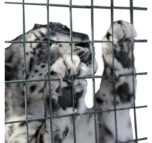 ⛓ Стикер «Snep Lep Blep» для Telegram