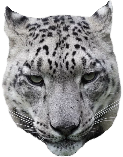 😤 Стикер «Snep Lep Blep» для Telegram