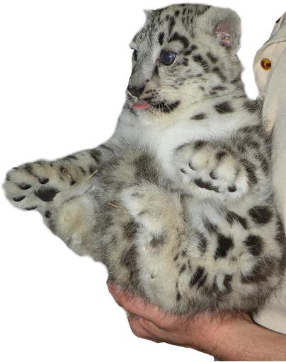 😛 Стикер «Snep Lep Blep» для Telegram